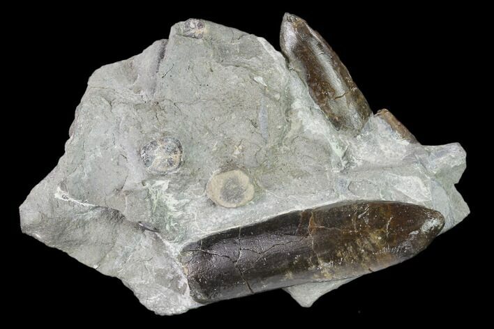 Fossil Belemnite (Paxillosus) Cluster - Mistelgau, Germany #139133